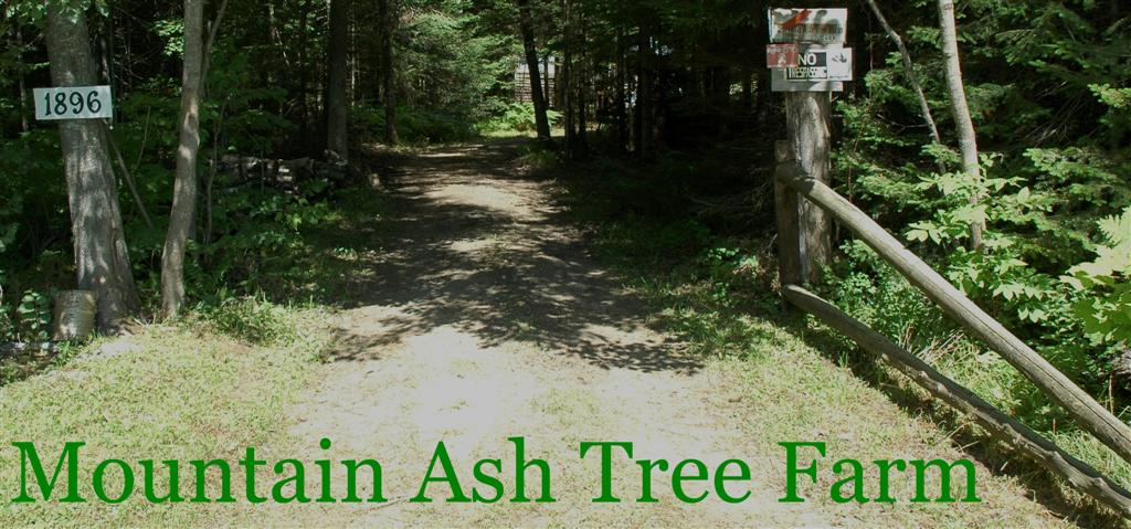 Mountain Ash Tree Farm